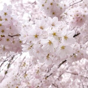 Meet your Posher, Pepper